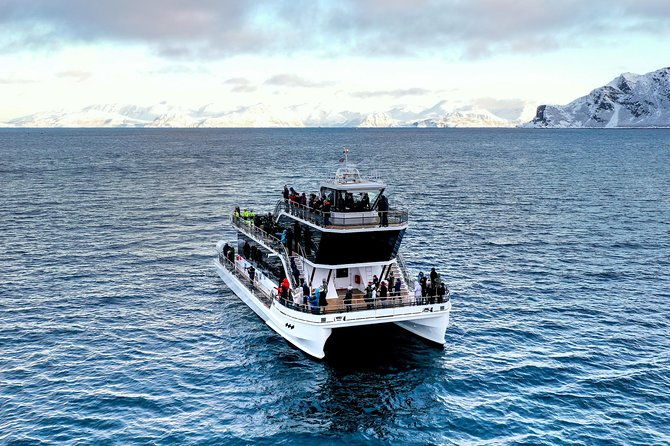 silent-whale-watching