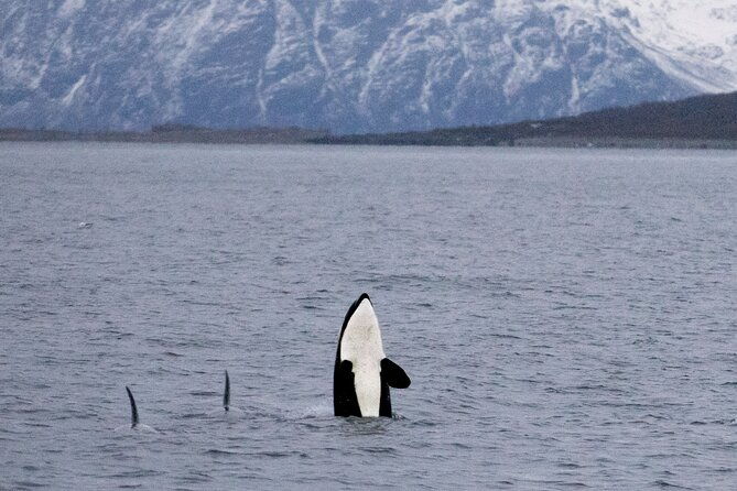 silent-whale-watching