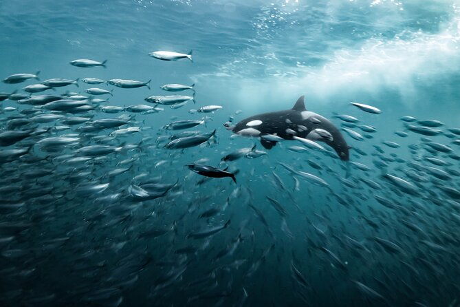 silent-whale-watching