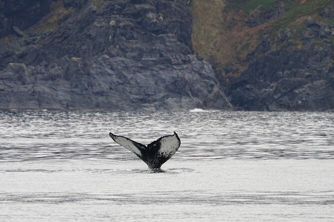 silent-whale-watching