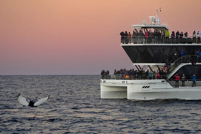 silent-whale-watching