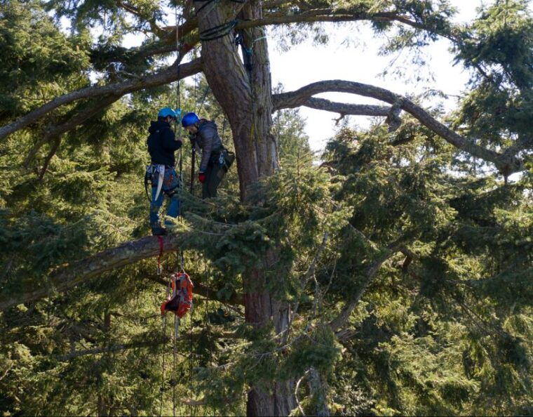 silver-falls-old-growth-tree-climbing-adventure