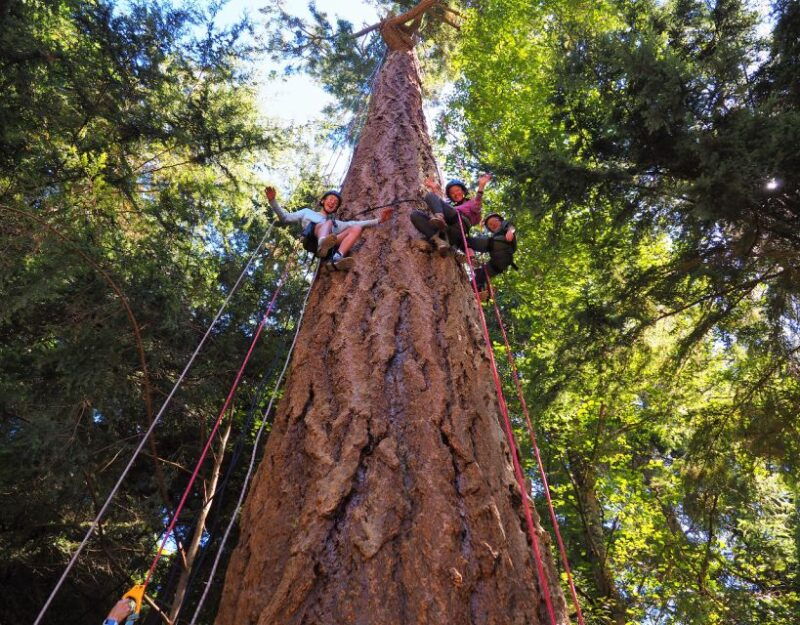 silver-falls-state-park-tree-climbing-sunset-tour
