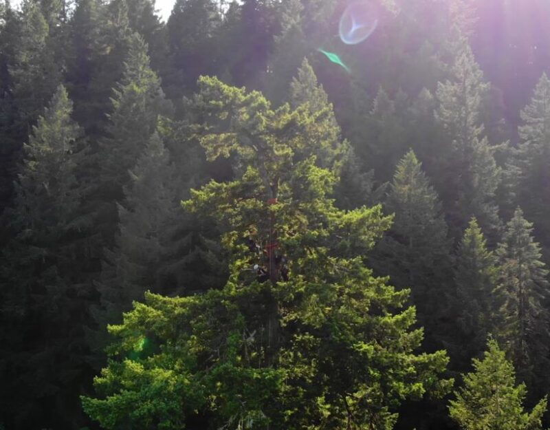 silver-falls-state-park-tree-climbing-sunset-tour