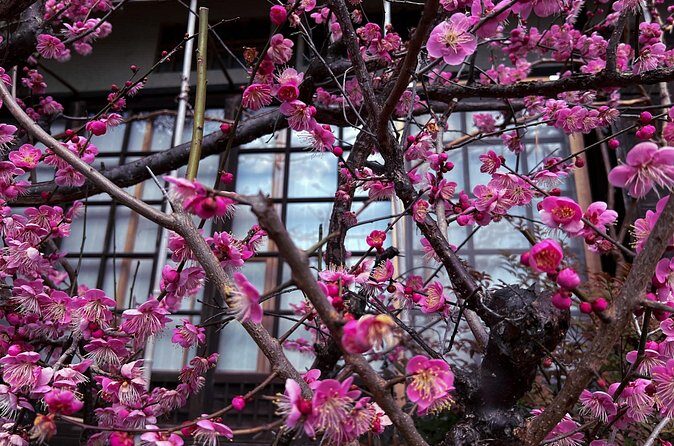 Silver Pavilion the Zen Side of Kyoto - Authentic Experiences & Hidden Gems