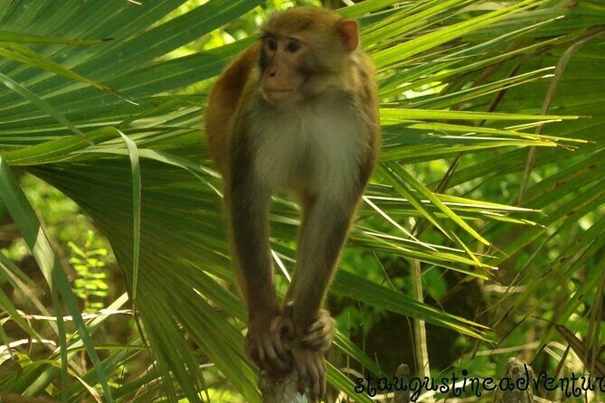 Silver Springs Clear Kayak Manatee & Monkey Adventures - Is This Tour Right for You?