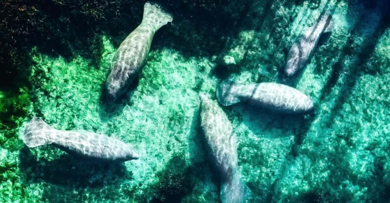 Silver Springs: Clear Kayak Manatee Season Tour - An Introduction to Silver Springs Clear Kayak Tour