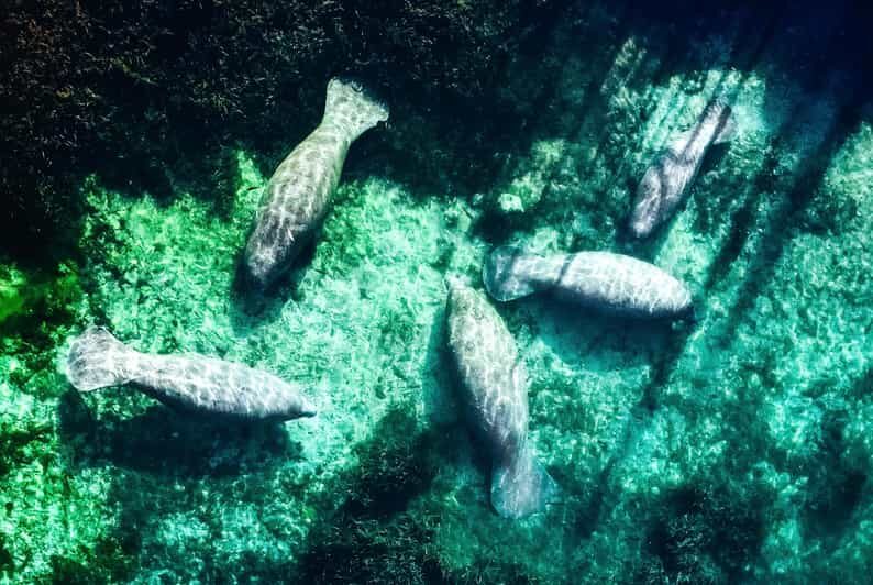 Silver Springs: Clear Kayak Manatee Season Tour - Final Verdict