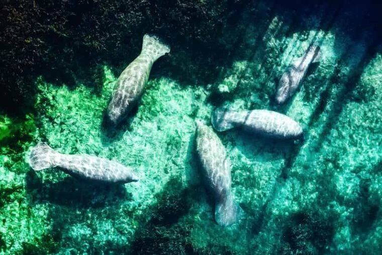 silver-springs-clear-kayak-manatee-season-tour