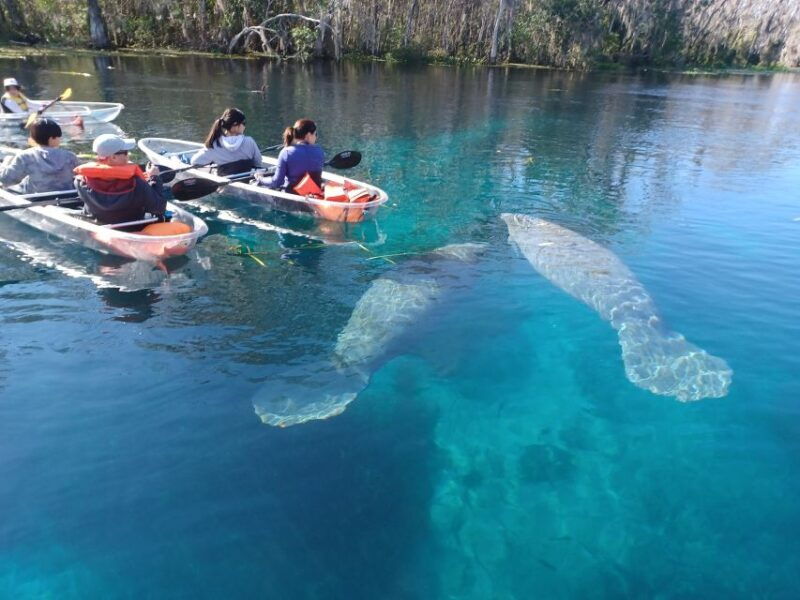 silver-springs-manatees-and-monkeys-clear-kayak-guided-tour