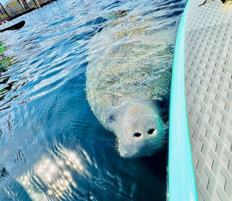 silver-springs-manatees-and-monkeys-clear-kayak-guided-tour