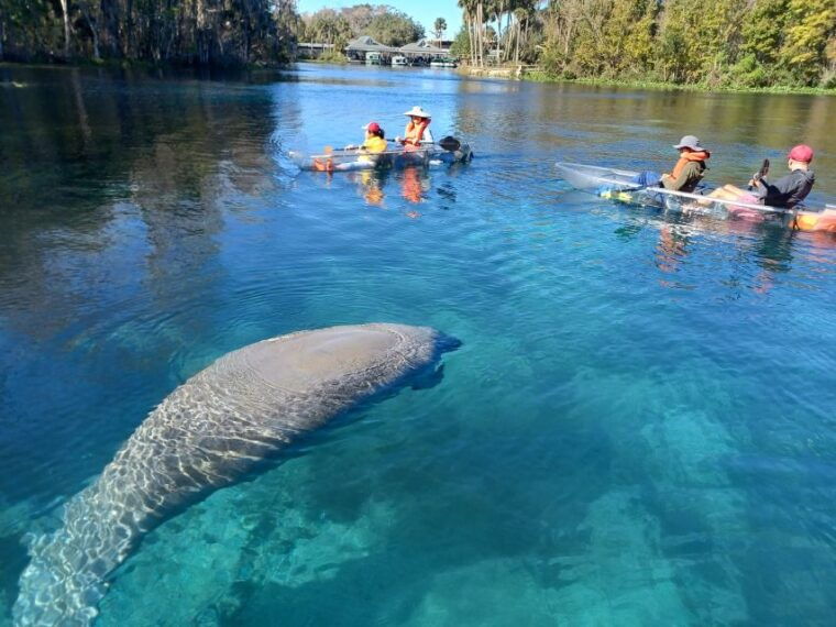 silver-springs-manatees-and-monkeys-clear-kayak-guided-tour