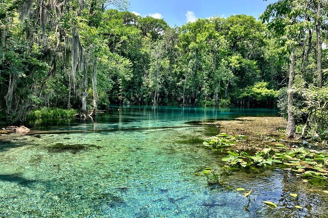 silver-springs-premium-florida-manatee-wildlife-experience