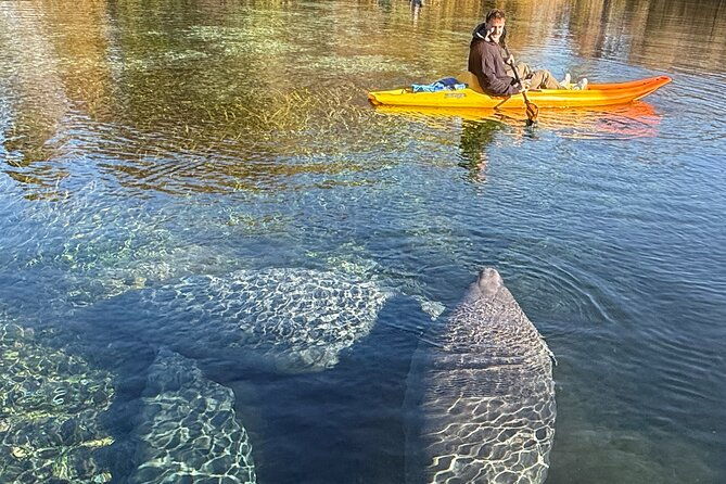 silver-springs-premium-florida-manatee-wildlife-experience