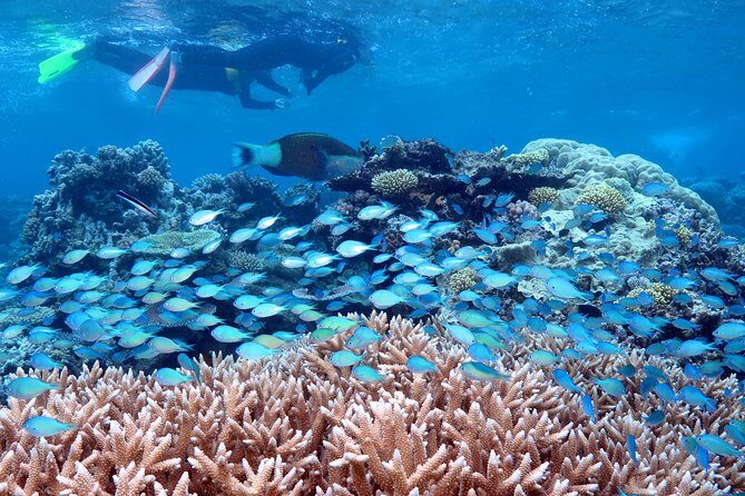 Silversonic Outer Great Barrier Reef Cruise from Port Douglas - Exploring the Silversonic Outer Great Barrier Reef Cruise from Port Douglas: An Honest Review