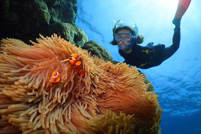 Silversonic Outer Great Barrier Reef Cruise from Port Douglas - Key Points