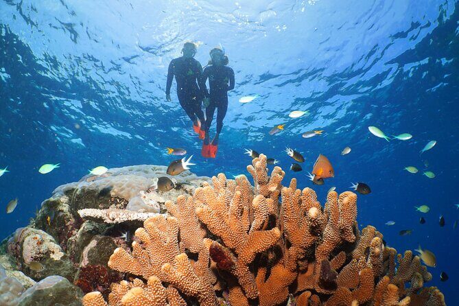 Silversonic Outer Great Barrier Reef Cruise from Port Douglas - FAQ