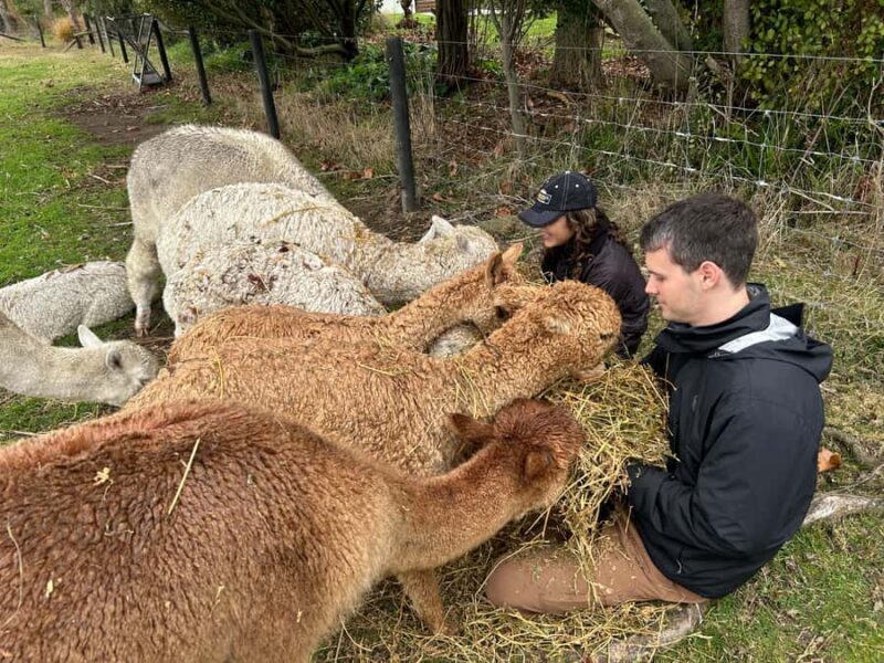 Silverstream Alpaca Farm Tour with Feeding and Guide - The Whole Experience: What to Expect at Silverstream Alpaca Farm