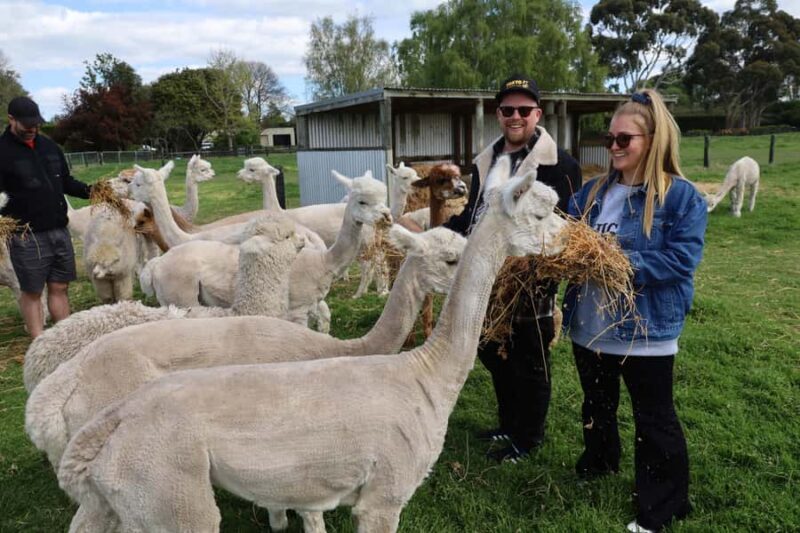 Silverstream Alpaca Farm Tour with Feeding and Guide - FAQ