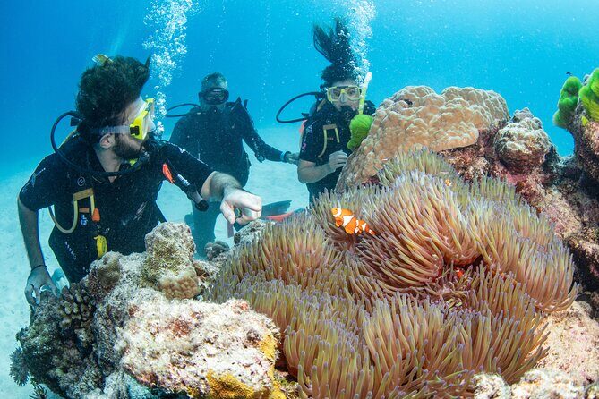 Silverswift Dive and Snorkel Great Barrier Reef Cruise - Is This Tour Worth the Price?