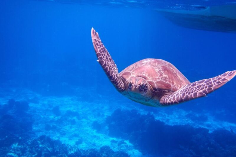 Similan Island Snorkeling Crystal Waters & Marine Life - The Authentic Underwater Encounters