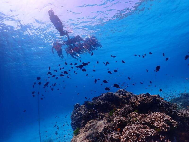 similan-island-snorkeling-crystal-waters-marine-life