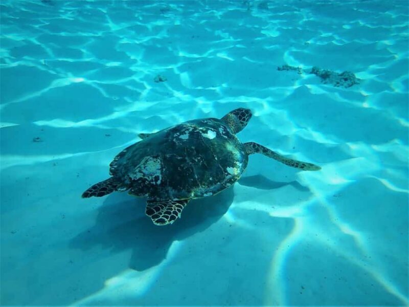 Similan Islands Early-Bird Tour From Phuket and Khao Lak! - FAQ