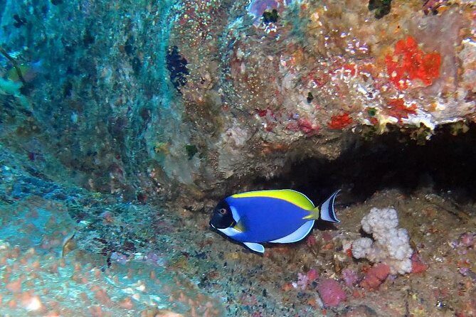 Similan Islands Full-Day Tour from Phuket with Lunch - Final Thoughts