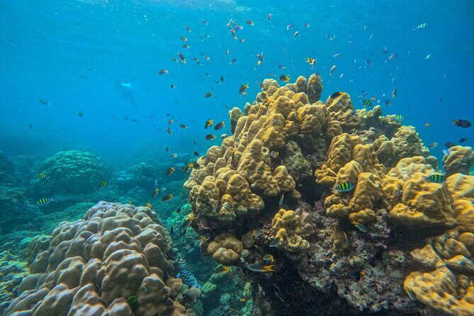 Similan Islands One day Tour All Exclusive (Transfer Khao Lak) - FAQ