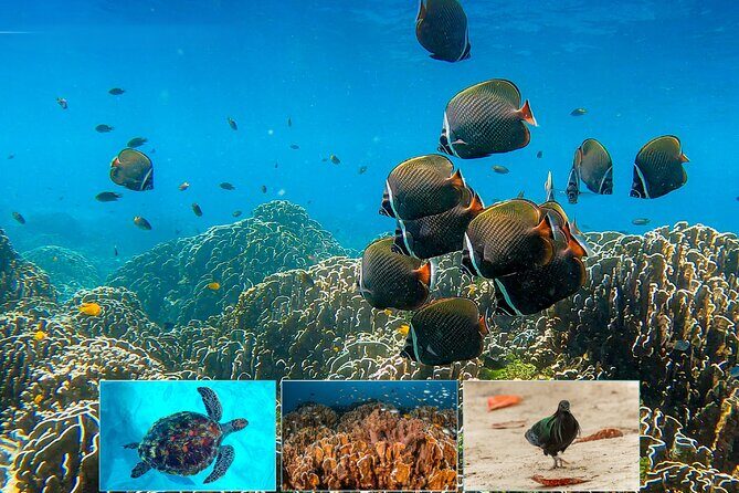 Similan Islands One day Tour All Excluxive by Power Catamaran - Who Is This Tour Best For?