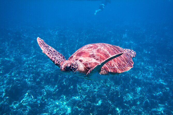 Similan Islands Snorkeling Tour From Khao Lak - Who Is This Tour Best For?