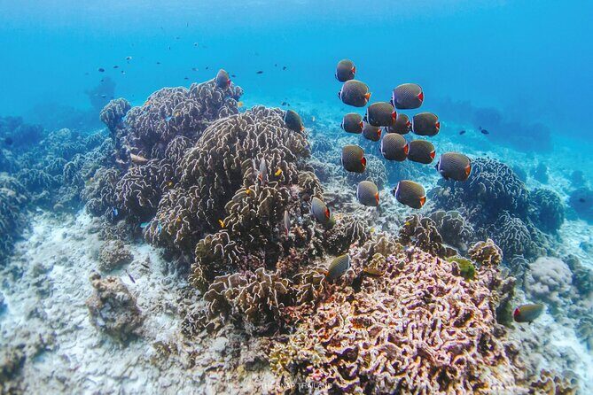 Similan Islands Tour by Speed Catamaran with Snorkeling and Meals - Final Thoughts: Who Is It For?