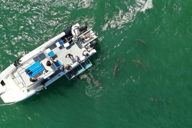 Simon's Town: Half Day Shark Cage Diving Experience - FAQ
