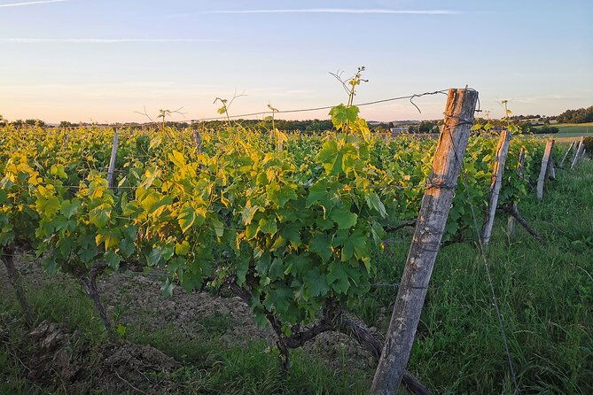 simple-visit-to-discover-the-domaine-darton-2