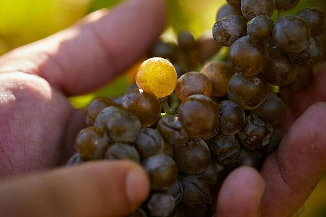 simple-visit-to-discover-the-domaine-darton-2