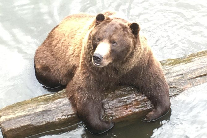 simply-amazing-sitka-tour-fortress-of-the-bear-alaska-raptor-totems