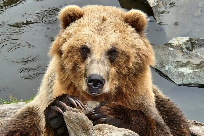 simply-amazing-sitka-tour-fortress-of-the-bear-alaska-raptor-totems