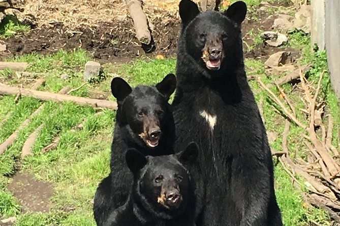simply-amazing-sitka-tour-fortress-of-the-bear-alaska-raptor-totems