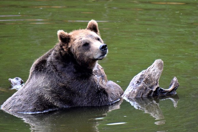 simply-amazing-sitka-tour-fortress-of-the-bear-alaska-raptor-totems
