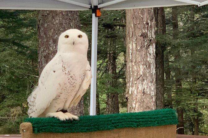 simply-amazing-sitka-tour-fortress-of-the-bear-alaska-raptor-totems