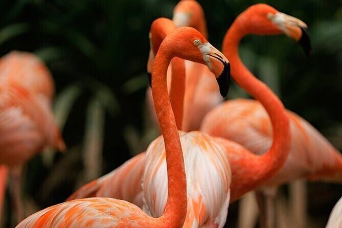 Singapore Bird Paradise E-Tickets - Who Should Consider Visiting Singapore Bird Paradise?