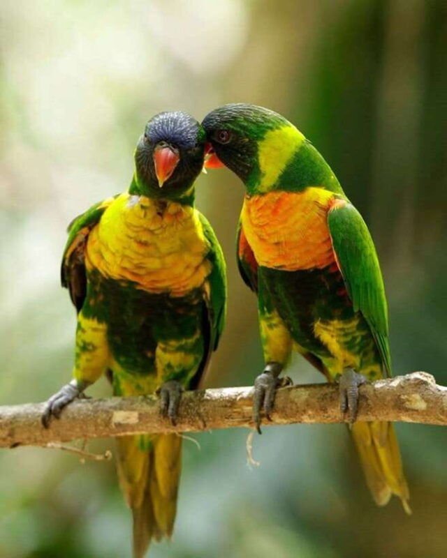 singapore-bird-paradise-entry-ticket