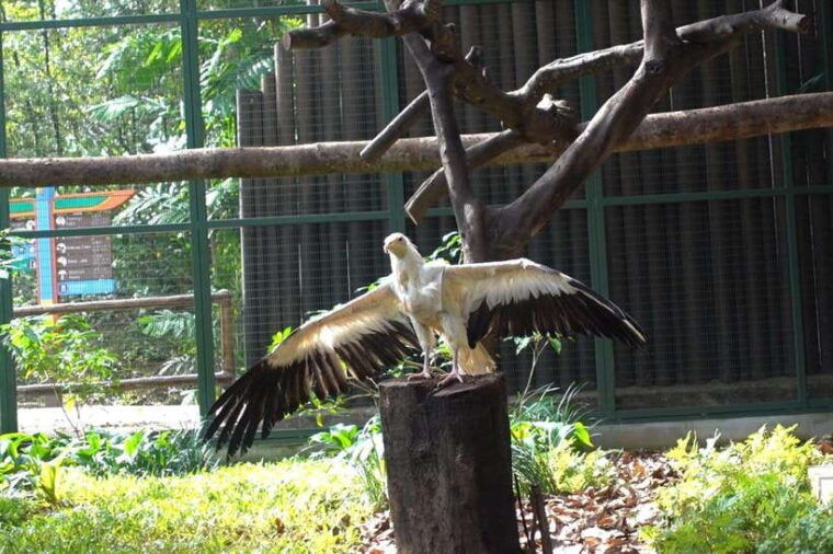 singapore-bird-paradise-entry-ticket