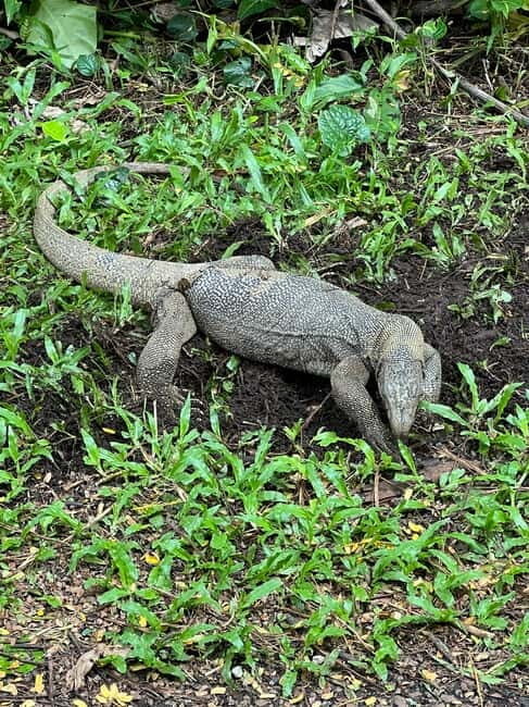 Singapore Brompton Bike Tour from Rail Corridor, with food! - FAQ