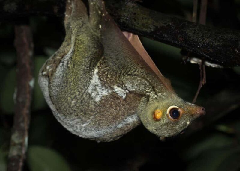 Singapore: Gliding Colugos & Wildlife, Night Nature Tour - An In-Depth Look at the Singapore Night Wildlife Tour