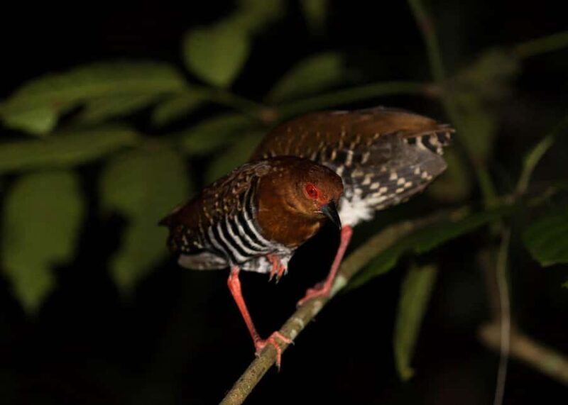 Singapore: Gliding Colugos & Wildlife, Night Nature Tour - Final Thoughts