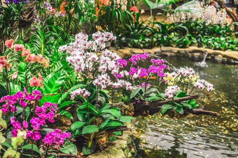 singapore-national-orchid-garden-entry-tickets