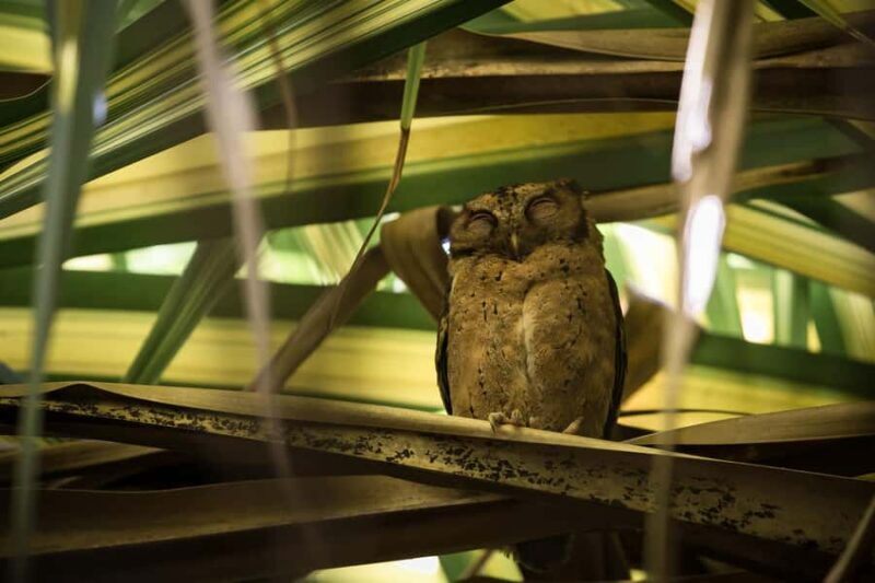 Singapore: Night Mangrove Wildlife Walk - Exploring Singapore’s Night Mangrove Wildlife Walk – A Balanced Perspective