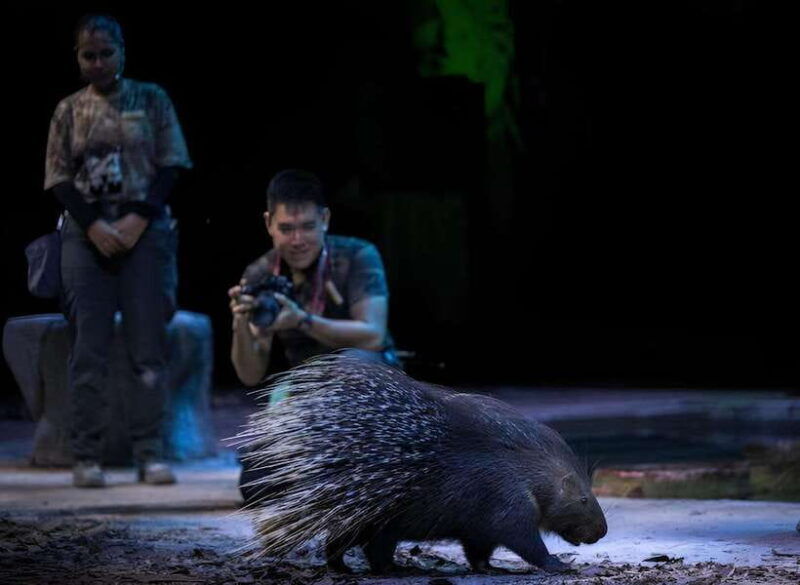 singapore-night-safari-and-tram-ride-ticket