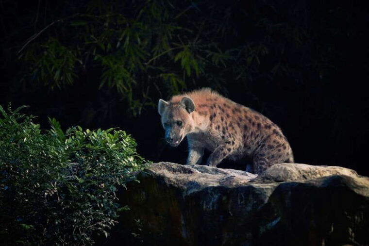 singapore-night-safari-and-tram-ride-ticket